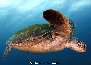 Green Sea Turtle cruising at Julian Rocks, Byron Bay, Aus... by Michael Gallagher 